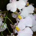 Ionmesa. Popcorn (Gom. flexuosa x Inps. utricularioides) (2).JPG