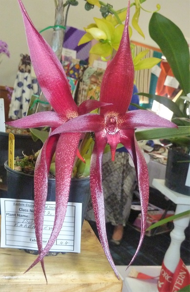 Bulb. Karen Lewis (Bulb. phalaenopsis x Bulb. echinolabium).JPG