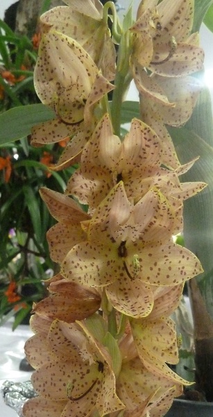 Cycnoches [Cyc.] barthiorum.JPG