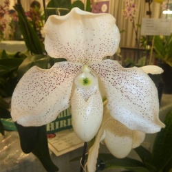 Conco-bellatulum x White Knight