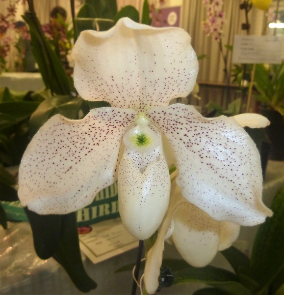 Paph. Conco-bellatulum x Paph. White Knight.JPG