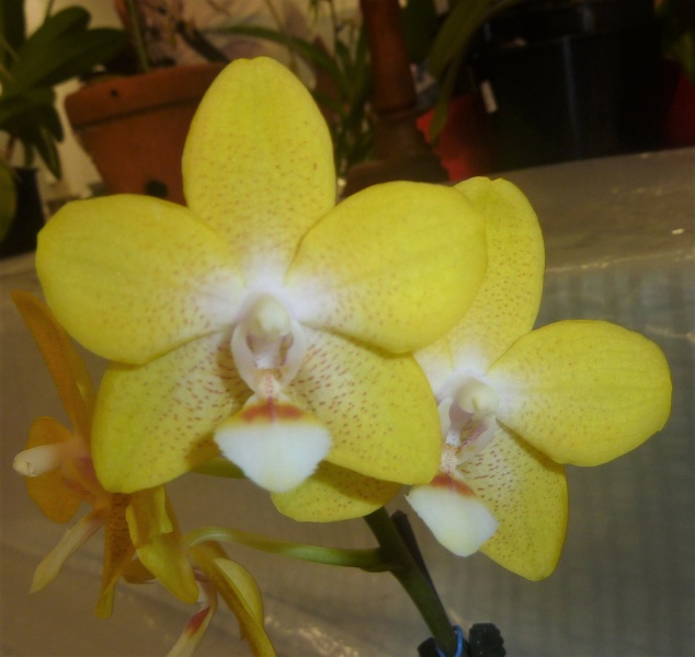 Dtps. Tying Shin Golden Star.JPG