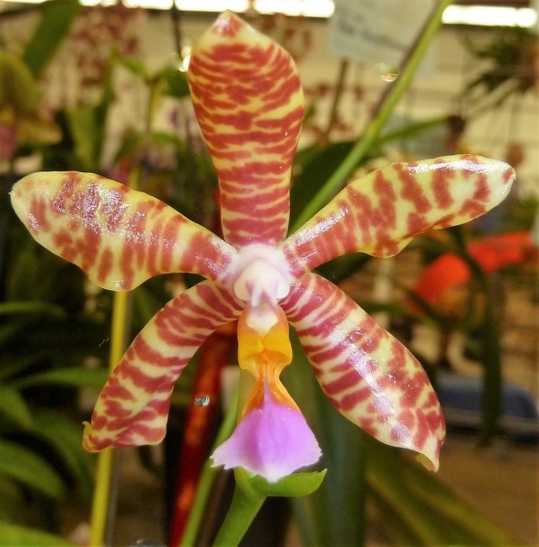 Phal. fasciata.JPG