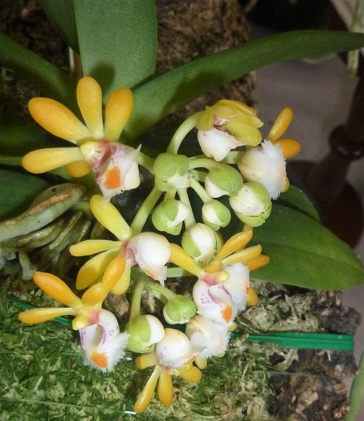 Gastrochilus [Gchls.] obliquus.JPG