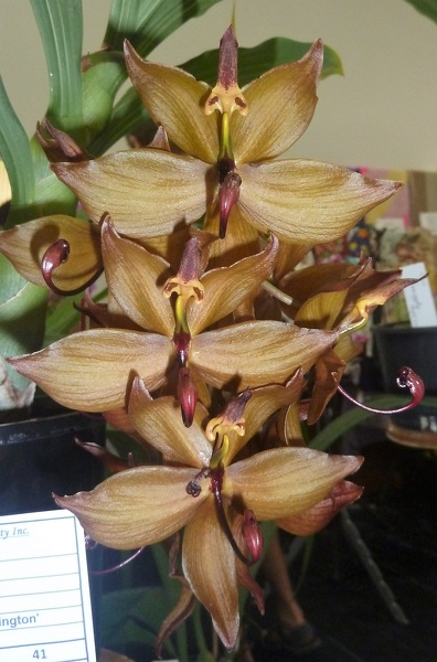 Cyc. Jumbo Cooper x Cyc. cooperi.JPG