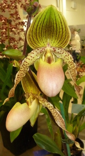 Paph. Mary Franz Smith.JPG