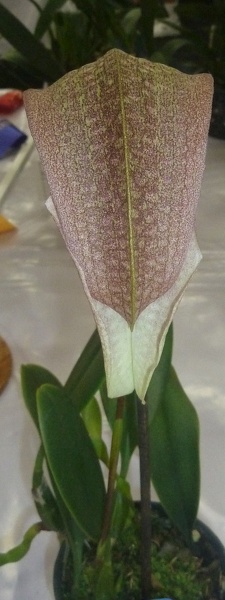 Bulb. grandiflorum..JPG