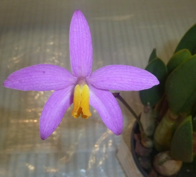 C. longipes.JPG