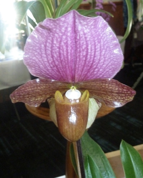 Paph. charlesworthii-2.JPG