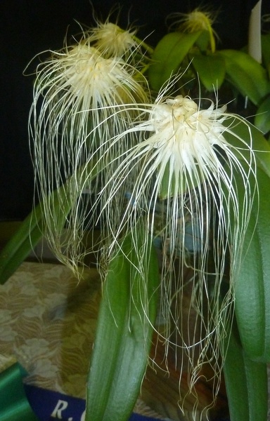 Bulb. medusae..JPG