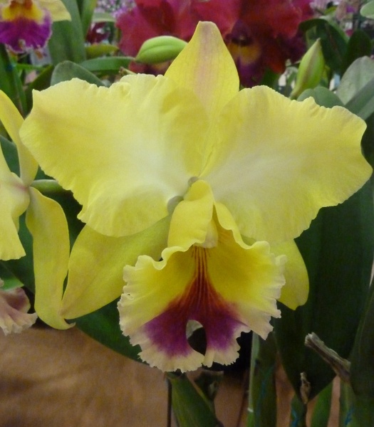 Rhyncholaeliocattleya [Rlc.] Goldenzelle.JPG