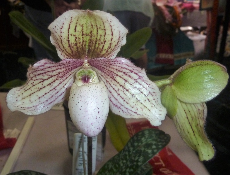 Paph. Miss Faith Hanbury (Paph. glaucophyllum x Paph. niveum).JPG