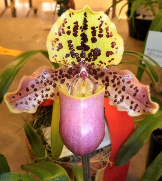 Paph. henryanum,..JPG