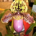 Paph. henryanum,..JPG