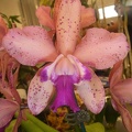 C. Caudebec ('Carmela' x 'Nivole')..JPG