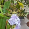 Zygopetalum [Z.] intermedium.JPG