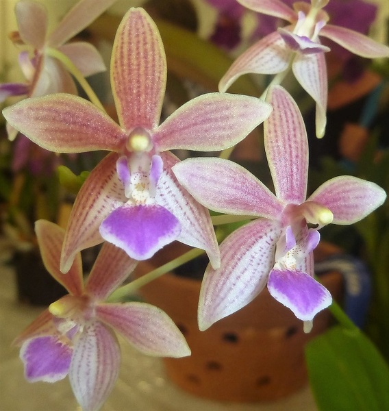 Phal. Cornustris (Phal. equestris x Phal. cornu-cervi)...JPG