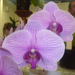 Phal. Chingruey's Giant x Dtps. Lioulin Black Lotus.