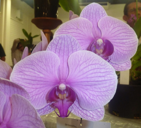 Phal. Chingruey's Giant x Dtps. Lioulin Black Lotus