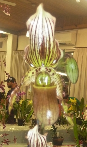 Paph. Jogjae x Paph. fairrieanum.JPG