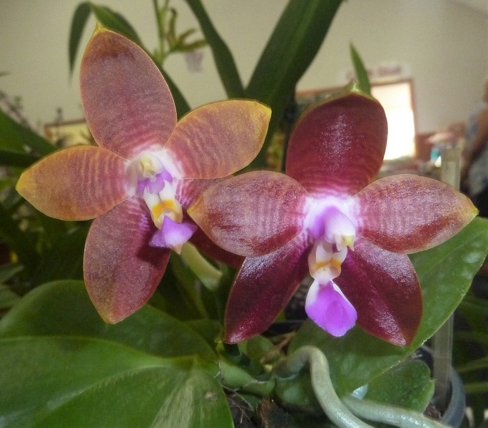 Phal. Dragon Tree Eagle x Phal. amboinensis..JPG