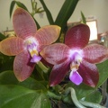 Phal. Dragon Tree Eagle x Phal. amboinensis..JPG