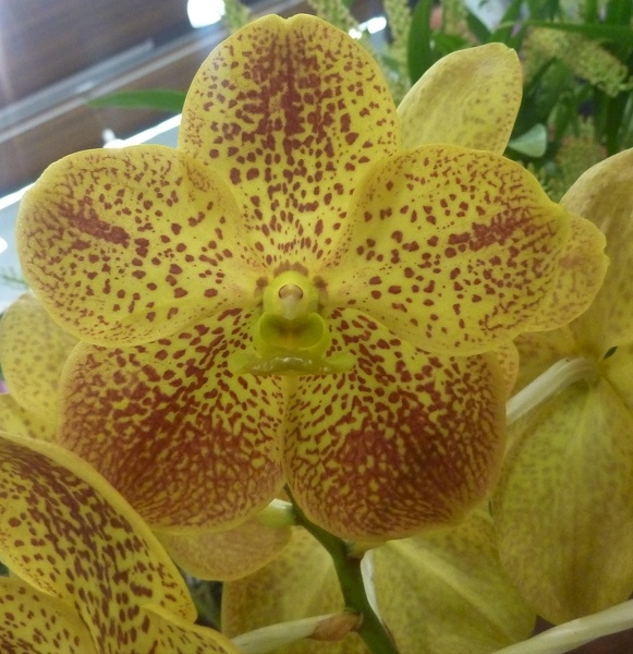 V. Suksamran Dhochai x V. Darren's Golden.JPG