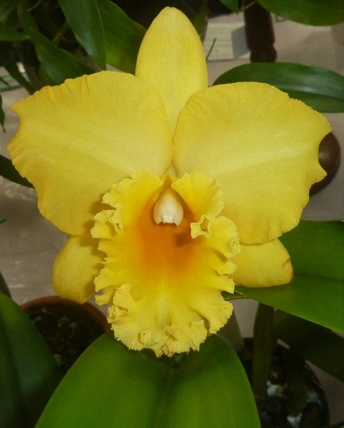 Rlc. Golden Canefields.JPG