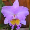 Rlc. Donna Kimura.JPG