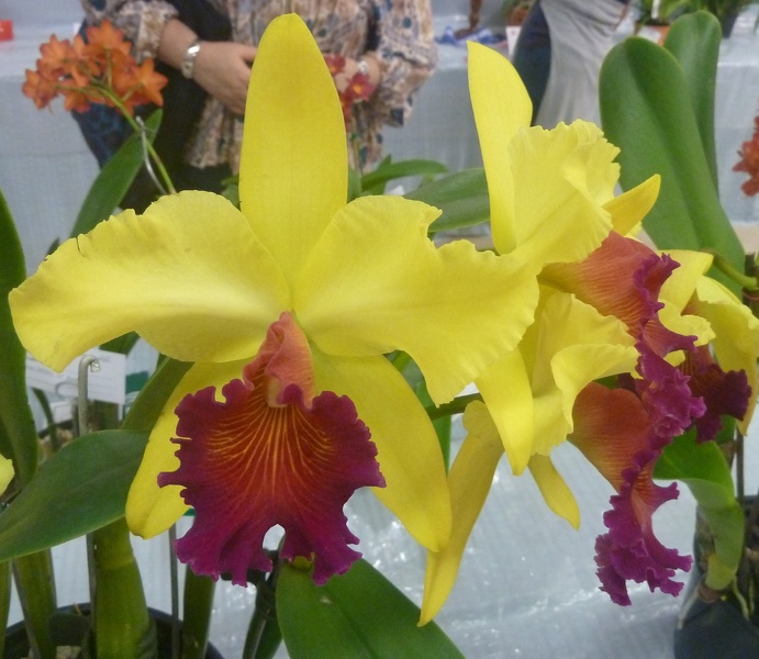 Rlc. Alma Kee x Rlc. Tipparatn.JPG