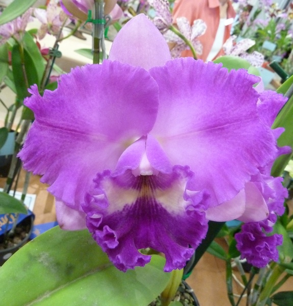 Rlc. Burdekin Charm.JPG