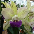 Rlc. Green Goddess x C. Faith's Peppermint Twist.JPG