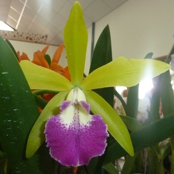 Rth. Sunny Sword x Bc. Binosa