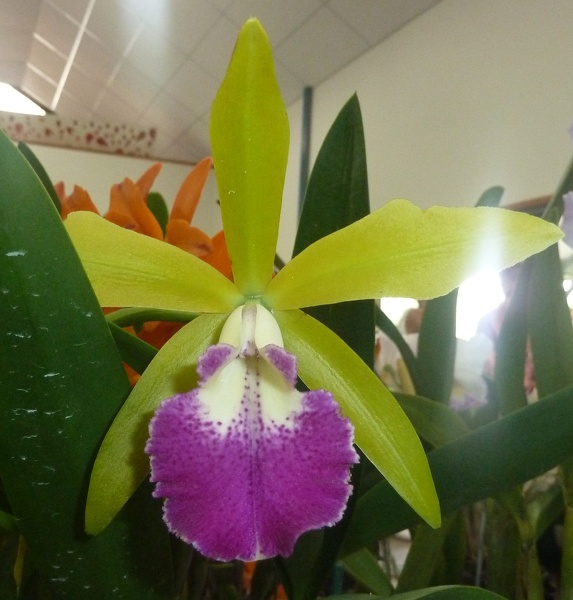 Rth. Sunny Sword x Bc. Binosa.JPG