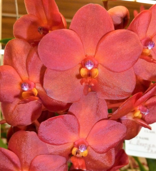 V. Laksi 'Red'.JPG