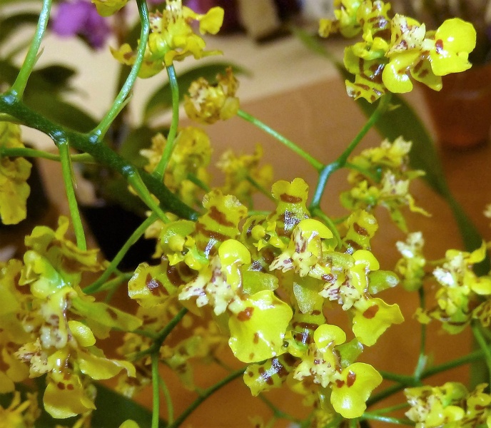 Oncidium [Onc.] trulliferum.JPG