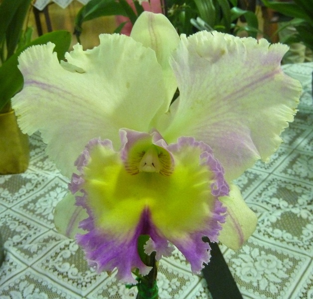 (Rlc. Redland Girl x Rlc. Burdekin Bells).JPG