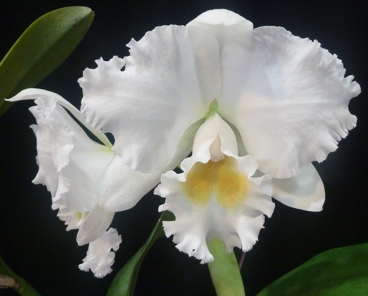 (Rlc. Chincogan x C. Hawaiian Jewel).JPG