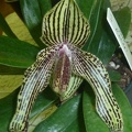 Paph. Rolfei (Paph. bellatulum x Paph. rothschildianum).JPG