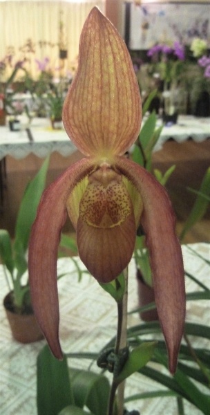 Phrag. Cuzco Blood 'Red Velvet'.JPG