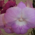 Den. Brighton Pansy.JPG