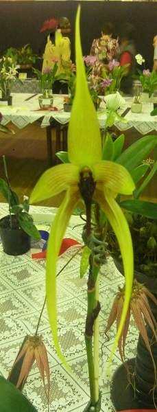 Bulb. Wilbur Chang (Bulb. echinolabium x Bulb. carunculatum).JPG