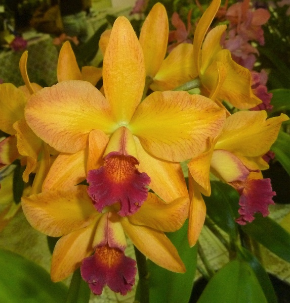 Ctt. Susan Holcombe x Rth. Topaz Music.JPG