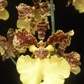 Zelenkocidium [Zed.] Golden Handshake.JPG