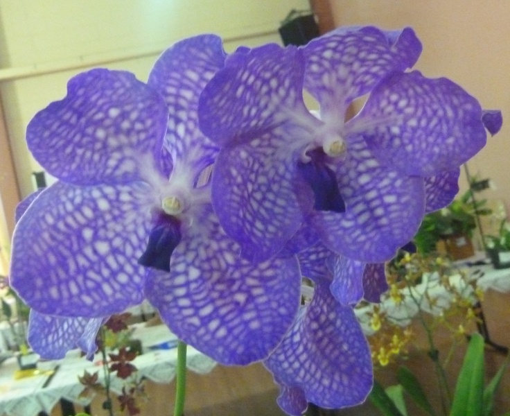 V. Sansai Blue