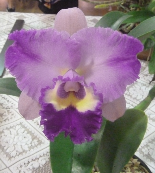 Rlc. Burdekin Charm 'Splash'.JPG