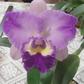 Rlc. Burdekin Charm 'Splash'.JPG