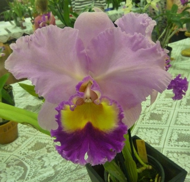 Rlc. Calico Girl.JPG