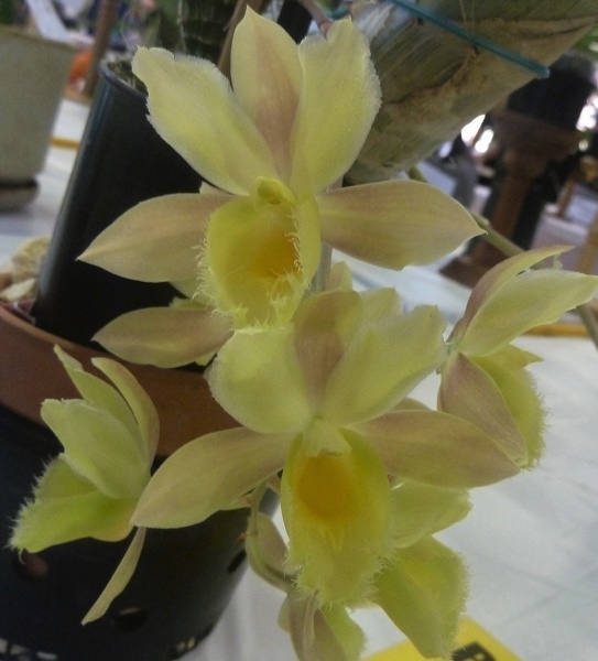 Cl. Grace Dunn x Ctsm. Orchidglade