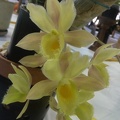 Cl. Grace Dunn x Ctsm. Orchidglade